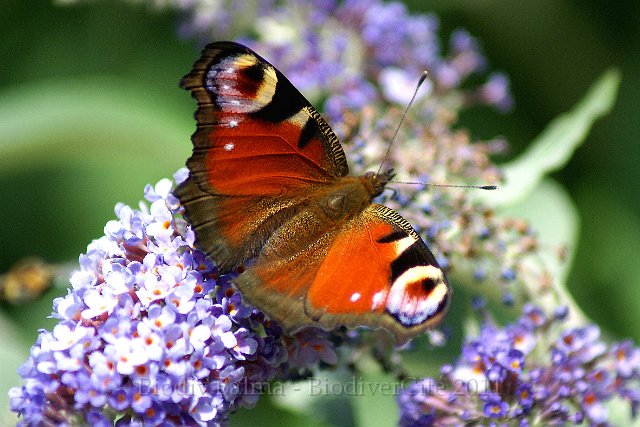 1107_FG_Paon_du _jour.jpg - Paon de jour - Photo : François Granja